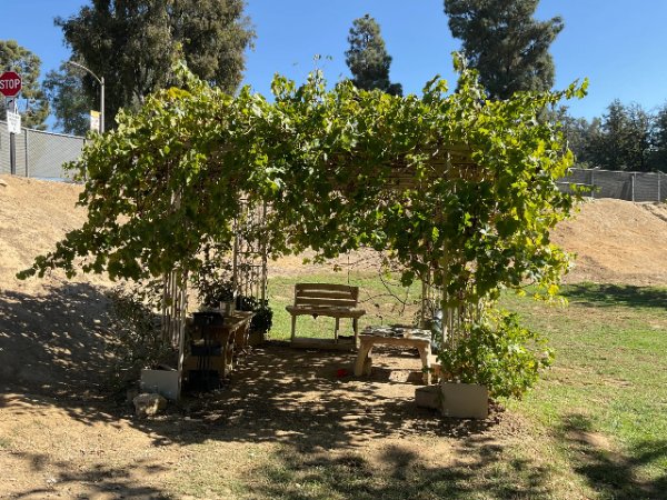 Grapes/Mud Kitchen
