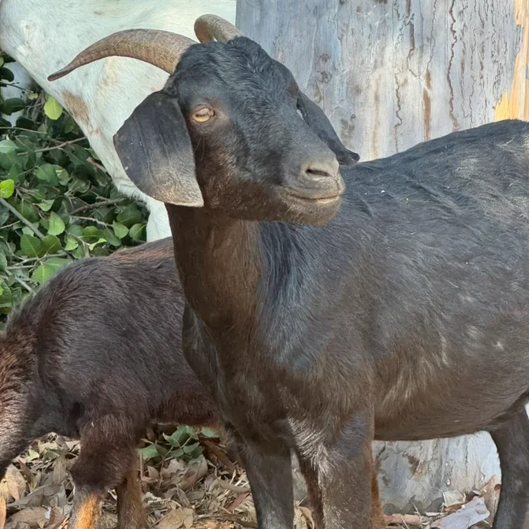 A black goat with curved horns stands in front of a tree trunk, with another goat partly visible in the background among leaves and branches.